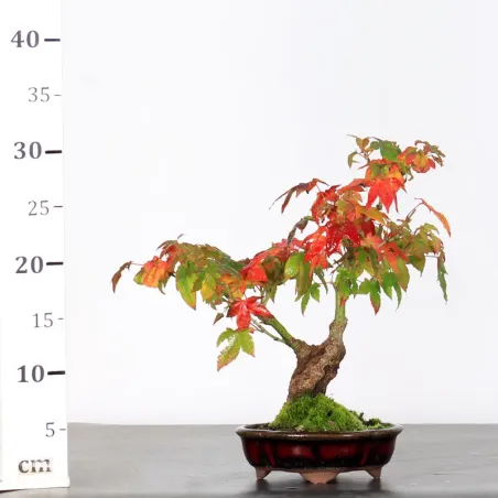 image supplémentaire - AUTUMN OFFER ACER PALMATUM...