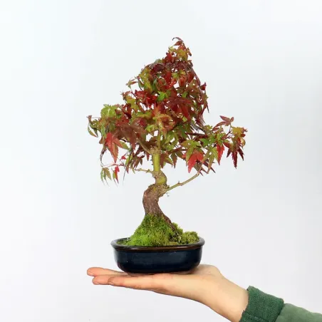 Bonsai Maple Palmatum shohin APS-3-3