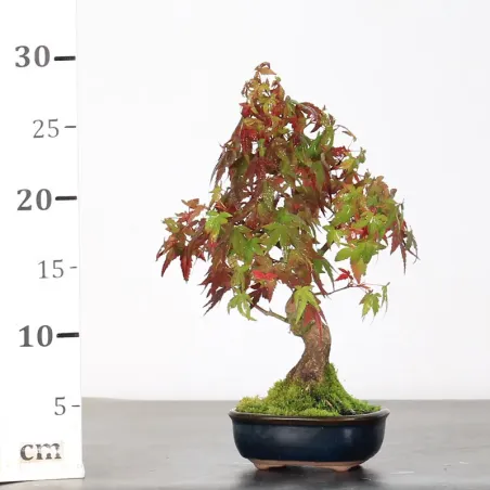 image supplémentaire - AUTUMN OFFER ACER PALMATUM...