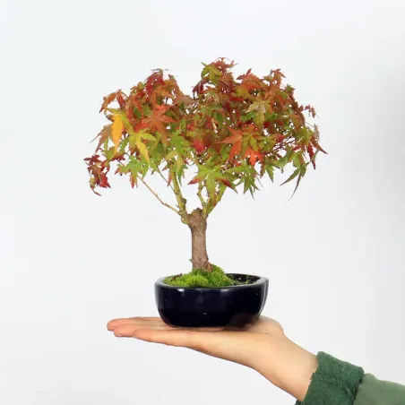 OFFRE D'AUTOMNE "ACER PALMATUM SHOHIN" 3-4