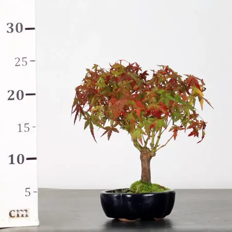 image supplémentaire - AUTUMN OFFER ACER PALMATUM...