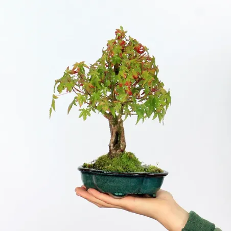 Bonsai Erable Palmatum Shohin APS-3-5