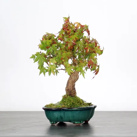 image supplémentaire - AUTUMN OFFER ACER PALMATUM...