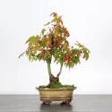 OFFRE D\'AUTOMNE "ACER PALMATUM SHOHIN" 3-6