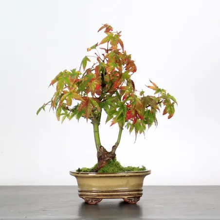 Palmatum Maple Bonsai APS-3-6
