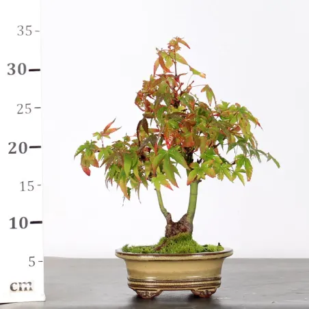 image supplémentaire - AUTUMN OFFER ACER PALMATUM...