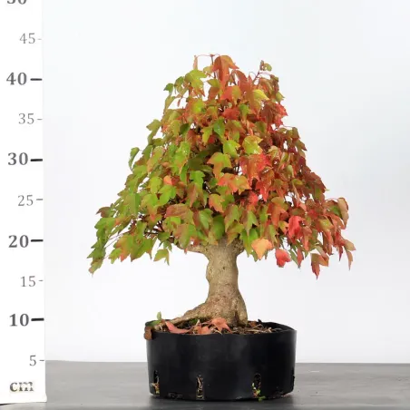 image supplémentaire - OFFRE D'AUTOMNE Érable...