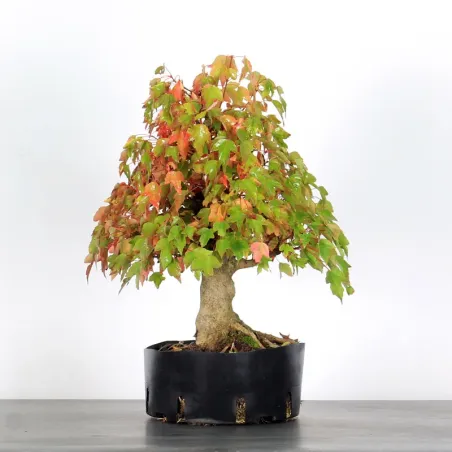 Bonsai Erable Burger AB-2-4