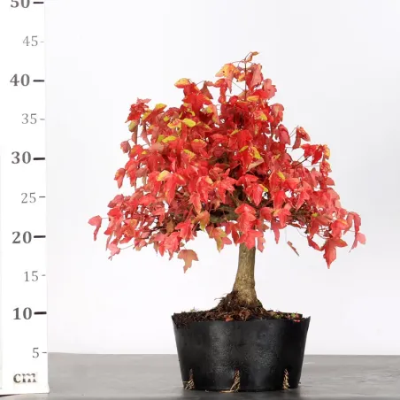 image supplémentaire - OFFRE D'AUTOMNE Érable...