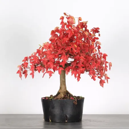 Bonsai Erable Burger AB-2-7
