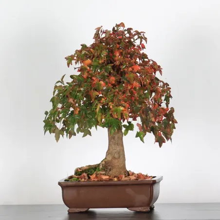 Bonsai Maple Burger AB-2-1