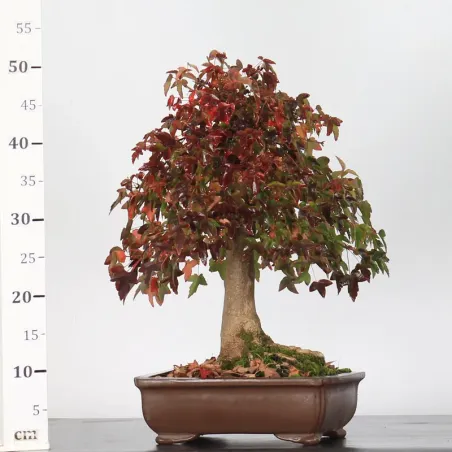 image supplémentaire - AUTUMN OFFER ACER...