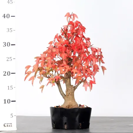 image supplémentaire - Autumn offer mapple "acer...