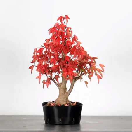 Bonsai Maple Burger AB-2-21