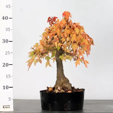 image supplémentaire - Autumn offer mapple "acer...