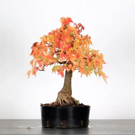 Autumn offer mapple "acer buergerianum" 2-22
