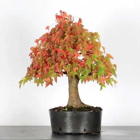 Bonsai Maple Burger AB-3-11