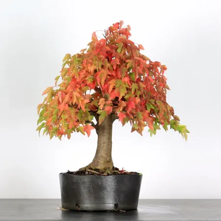 image supplémentaire - Offre d'automne érable...