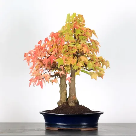 image supplémentaire - Offre d'automne érable...