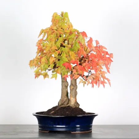 Offre d'automne érable "acer buergérianum" 3-12