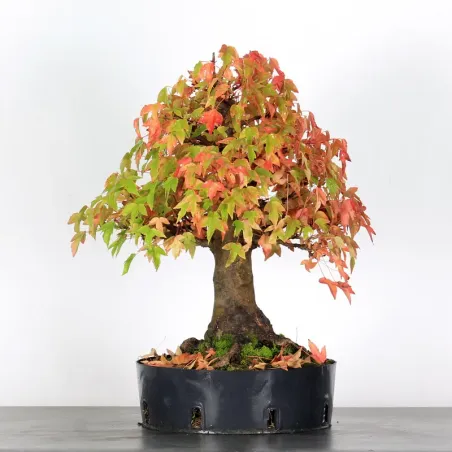 Bonsai Erable Burger AB-3-17