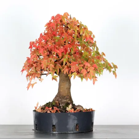 image supplémentaire - Offre d'automne érable...