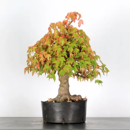 Offre d'automne érable "acer buergérianum" 3-14