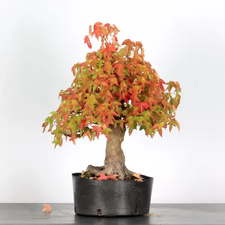 image supplémentaire - Offre d'automne érable...