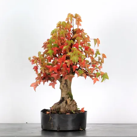 Offre d'automne érable "acer buergérianum" 3-15