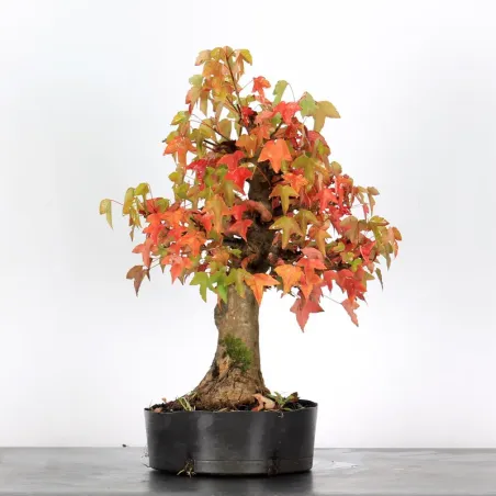 Autumn offer mapple "acer buergerianum" 3-15