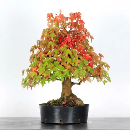 Bonsai Erable Burger AB-3-17
