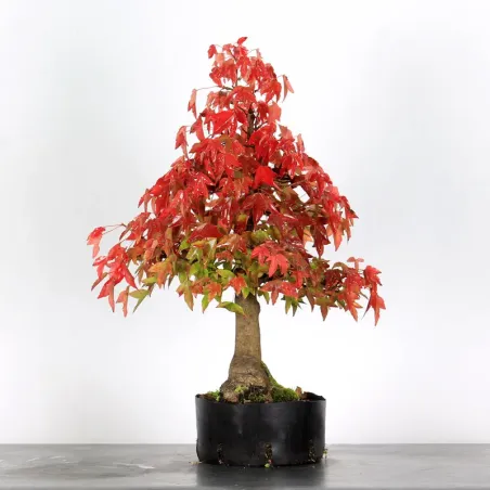 image supplémentaire - Autumn offer mapple "acer...