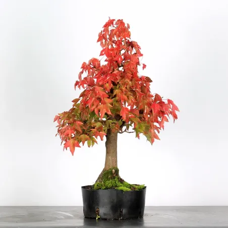 Autumn offer mapple "acer buergerianum" 3-20