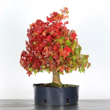Offre d'automne érable "acer buergérianum" 3-21