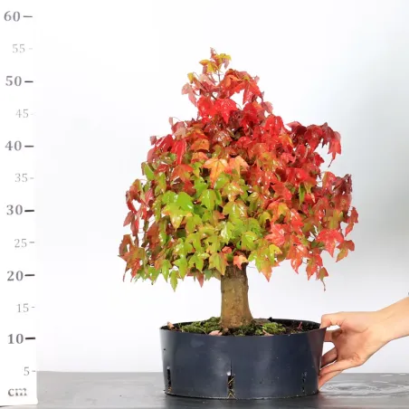 image supplémentaire - Autumn offer mapple "acer...