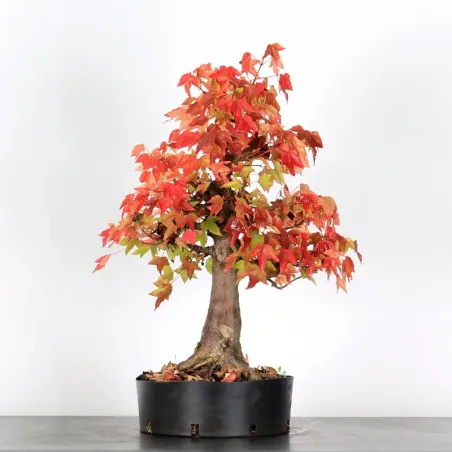 image supplémentaire - Offre d'automne érable...