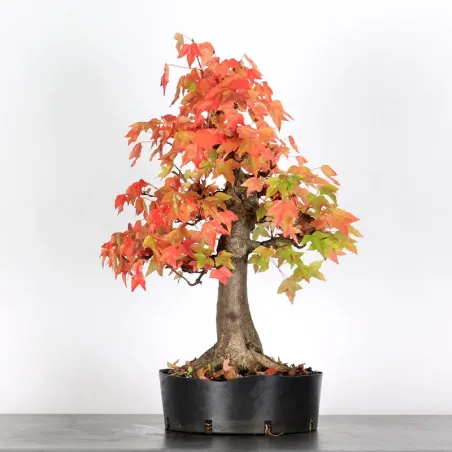Offre d'automne érable "acer buergérianum" 3-22