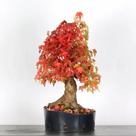 Offre d'automne érable "acer buergérianum" 3-24