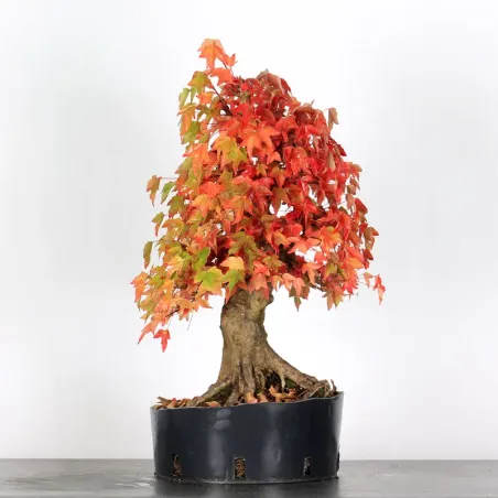 image supplémentaire - Offre d'automne érable...