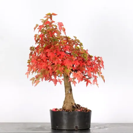 image supplémentaire - Offre d'automne érable...