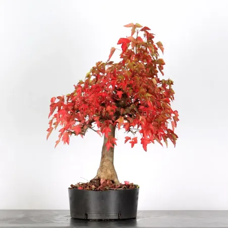 Offre d'automne érable "acer buergérianum" 3-25