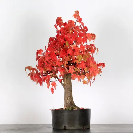 Bonsai Erable Burger AB-4-6