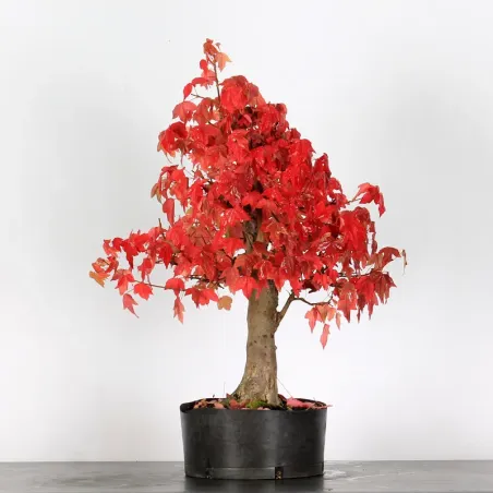 image supplémentaire - Autumn offer mapple "acer...