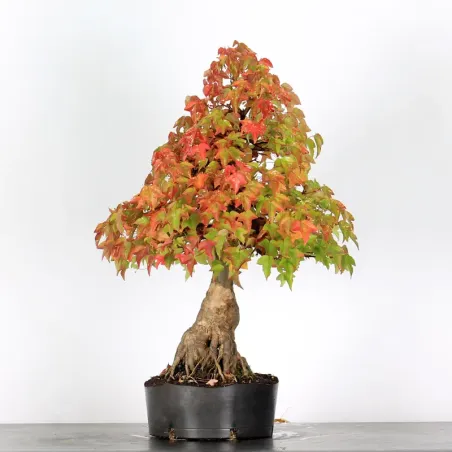 image supplémentaire - Offre d'automne érable...