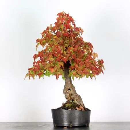 Bonsai Erable Burger AB-4-9