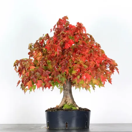 Bonsai Erable Burger 4-10