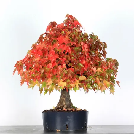 image supplémentaire - Offre d'automne érable...