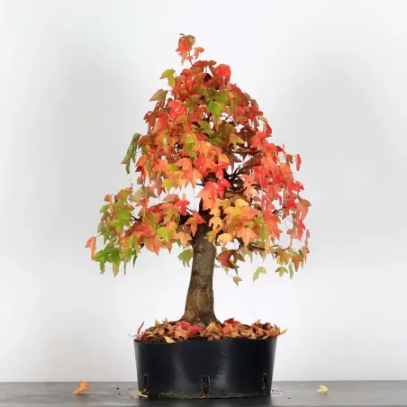 Autumn offer mapple "acer buergerianum" 4-11