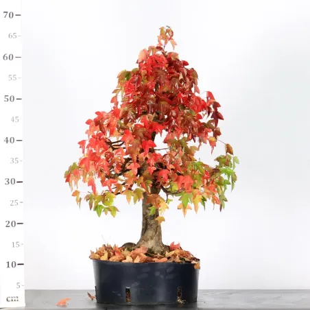 image supplémentaire - Autumn offer mapple "acer...