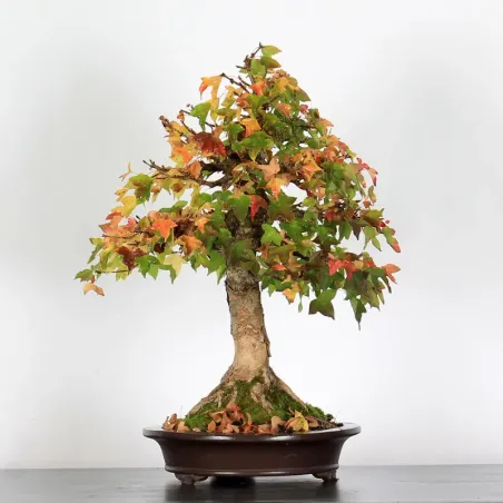 Bonsai Erable Burger AB-3-2